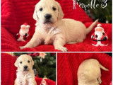 8 chiots Golden Retrievers nés en octobre 2025 à réserver