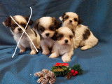 3 chiots Shih Tzu n&eacute;s en septembre 2025, non-LOF, &agrave; vendre