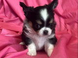 2 chiots Chihuahuas m&acirc;les poil long non-LOF &agrave; r&eacute;server
