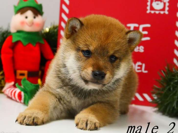 3 chiots Shiba Inus LOF nés en octobre 2025 à réserver