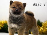 3 chiots Shiba Inus LOF nés en octobre 2025 à réserver