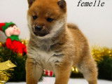 3 chiots Shiba Inus LOF nés en octobre 2025 à réserver