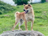 3 chiots Shiba Inus LOF nés en octobre 2025 à réserver
