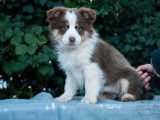 1 chiot femelle Berger Am&eacute;ricain Miniature LOF &agrave; vendre