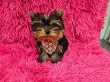 &Agrave; vendre, 1 chiot m&acirc;le Yorkshire Terrier LOF