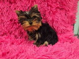 &Agrave; vendre, 1 chiot m&acirc;le Yorkshire Terrier LOF