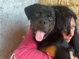 &Agrave; vendre, 1 chiot femelle Rottweiler LOF