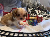 4 chiots Cavaliers King Charles LOF d'octobre 2025 &agrave; r&eacute;server