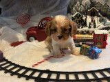 4 chiots Cavaliers King Charles LOF d'octobre 2025 &agrave; r&eacute;server