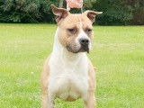 5 chiots American Staffordshire Terriers LOF &agrave; vendre