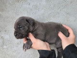 8 chiots Cane Corso LOF &agrave; r&eacute;server