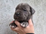 8 chiots Cane Corso LOF &agrave; r&eacute;server