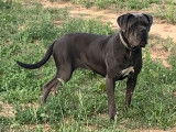 8 chiots Cane Corso LOF &agrave; r&eacute;server