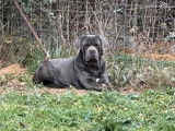8 chiots Cane Corso LOF &agrave; r&eacute;server