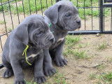 8 chiots Cane Corso LOF &agrave; r&eacute;server