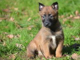 4 chiots Bergers Belges Malinois disponibles &agrave; la vente (LOF)