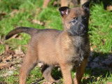 4 chiots Bergers Belges Malinois disponibles &agrave; la vente (LOF)