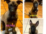 5 chiots Bergers Belges Malinois &agrave; vendre (LOF)