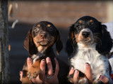 Chiots Teckel &agrave; vendre