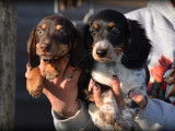 Chiots Teckel &agrave; vendre