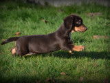 Chiots Teckel &agrave; vendre