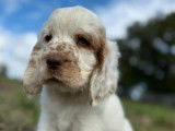 R&eacute;servation ouverte pour 5 chiots Clumber Spaniel LOF