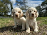 R&eacute;servation ouverte pour 5 chiots Clumber Spaniel LOF