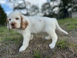 R&eacute;servation ouverte pour 5 chiots Clumber Spaniel LOF