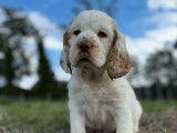 R&eacute;servation ouverte pour 5 chiots Clumber Spaniel LOF