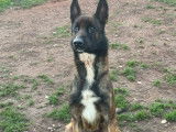&Agrave; vendre, 1 chien Berger Belge Malinois LOF de septembre 2021