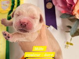 3 chiots m&acirc;les Golden Retrievers LOF n&eacute;s en novembre 2025 disponibles &agrave; la r&eacute;servation