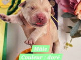 3 chiots m&acirc;les Golden Retrievers LOF n&eacute;s en novembre 2025 disponibles &agrave; la r&eacute;servation