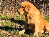 3 chiots m&acirc;les Golden Retrievers LOF n&eacute;s en novembre 2025 disponibles &agrave; la r&eacute;servation