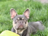 Vasco, m&acirc;le Bouledogue Fran&ccedil;ais disponible pour saillie