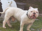 M&acirc;le American Bully pocket &agrave; vendre