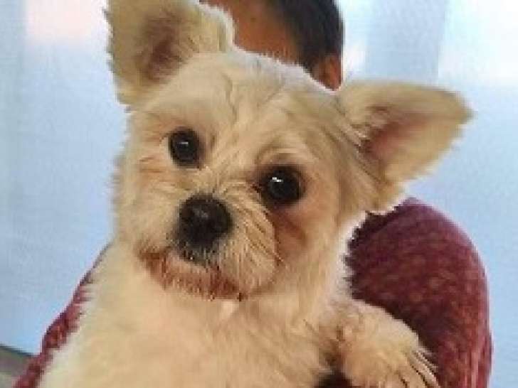 Crois&eacute; Coton de Tul&eacute;ar &agrave; adopter en association