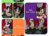 Mise en vente de 7 chiots Huskies de Sib&eacute;rie non-LOF