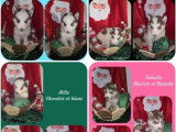 Mise en vente de 7 chiots Huskies de Sib&eacute;rie non-LOF