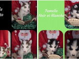 Mise en vente de 7 chiots Huskies de Sib&eacute;rie non-LOF