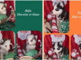 Mise en vente de 7 chiots Huskies de Sib&eacute;rie non-LOF