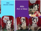 Mise en vente de 7 chiots Huskies de Sib&eacute;rie non-LOF