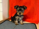 2 chiots Yorkshire Terriers non-LOF &agrave; vendre