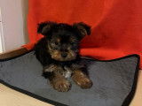 2 chiots Yorkshire Terriers non-LOF &agrave; vendre