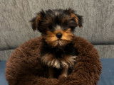 2 chiots Yorkshire Terriers non-LOF &agrave; vendre