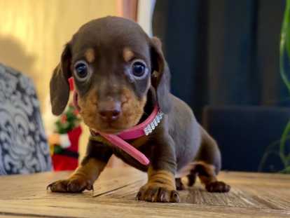 Superbes chiots Teckel kaninchen chocolat &agrave; vendre