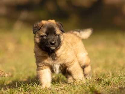 Joli chiot Tervueren LOF &agrave; vendre