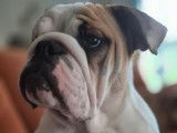 2 femelles Bulldogs LOF de 6 mois disponibles &agrave; la vente