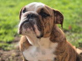 2 femelles Bulldogs LOF de 6 mois disponibles &agrave; la vente