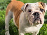 2 femelles Bulldogs LOF de 6 mois disponibles &agrave; la vente