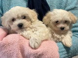 2 chiots Bichons Maltais n&eacute;s en octobre 2025 &agrave; r&eacute;server